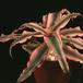 Cryptanthus bromelioides tricolor SIb