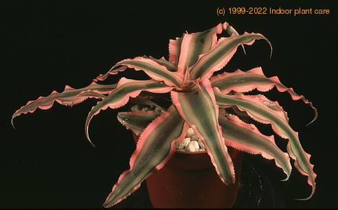 Cryptanthus bromelioides tricolor 1902