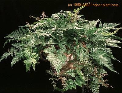 Davallia canariensis 1957