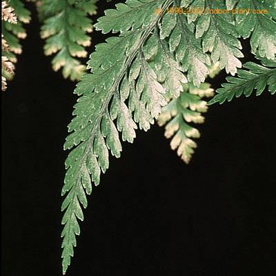 Davallia canariensis leaf 1958