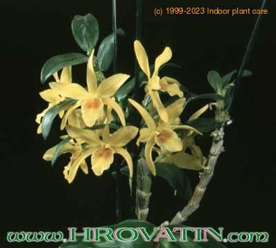 Dendrobium species  1791