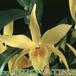 Dendrobium species flower 1792