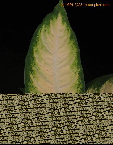 Dieffenbachia camilla leaf