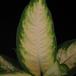 Dieffenbachia camilla leaf