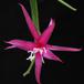 Disocactus biformis flower