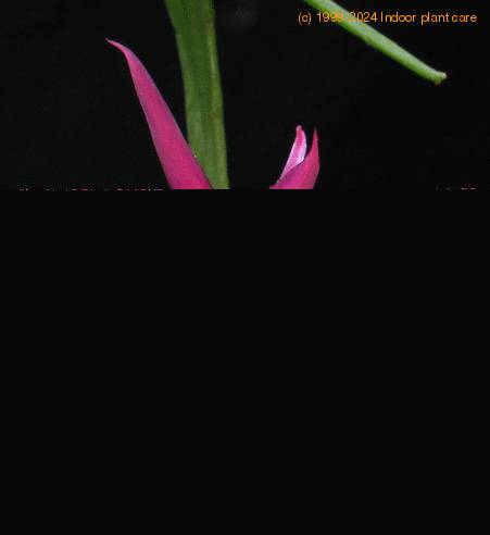 Disocactus biformis flower