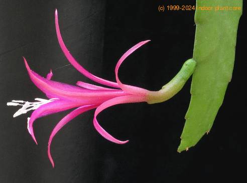 Disocactus biformis1 flower