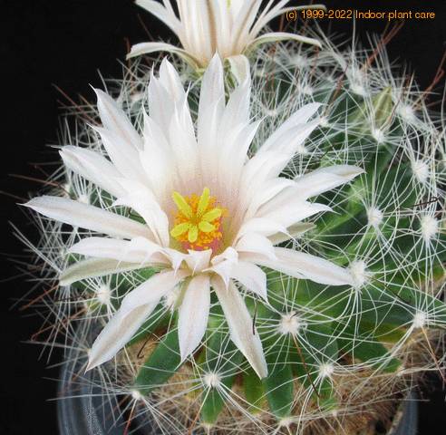 Dolichothelle zephyr flower