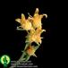 Echeveria kirchneriana flower 1351