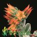 Echeveria leucotricha flower 1303