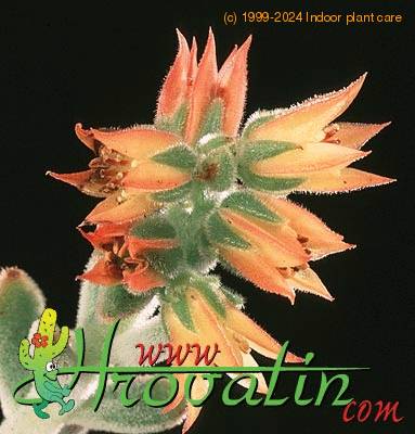 Echeveria leucotricha flower 1304