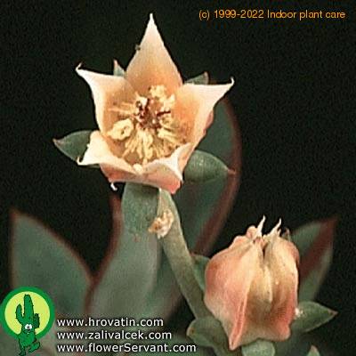 Echeveria nodulosa flower 1337