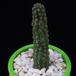 Echidnopsis cereiformis MOP