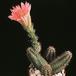 Echinocereus polyacanthus v densus-822