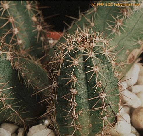 Echinocereus polyacanthus v densus-824