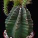 Echinocereus subinermis SIt