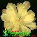 Echinocereus tayopensis flower 334