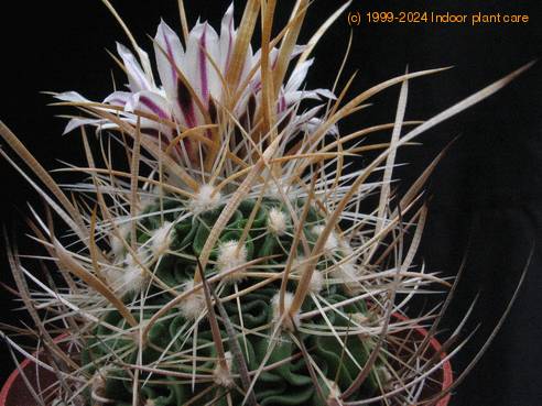 Echinofossulocactus crispatus - Huizache-form- 3