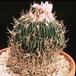Echinofossulocactus multicostatus-800