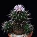 Echinofossulocactus multicostatus  SIb