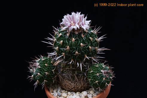 Echinofossulocactus multicostatus  SIb
