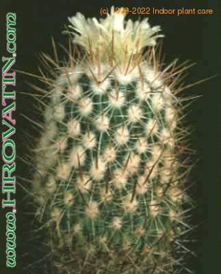 Echinofossulocactus phyllacanthus 60