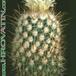 Echinofossulocactus phyllacanthus 60
