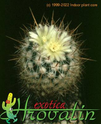Echinofossulocactus phyllacanthus flower 61