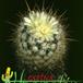 Echinofossulocactus phyllacanthus flower 61
