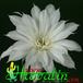 Echinopsis eyriesii flower 346