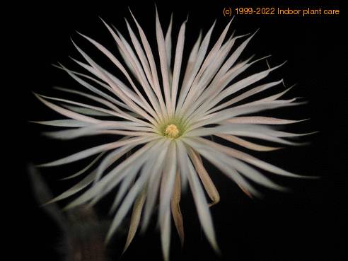 Setiechinopsis  mirabilis cvet