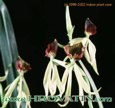 Encyclia cochleata flower 1767
