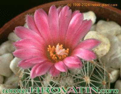 Escobaria hesteri flower 261