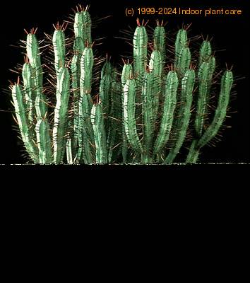Euphorbia enopla 1254