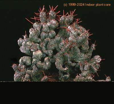 Euphorbia enopla cristata 1331