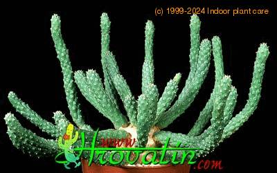 Euphorbia esculenta 1153