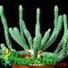 Euphorbia esculenta 1153