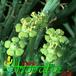 Euphorbia flanaganii closeup 1126