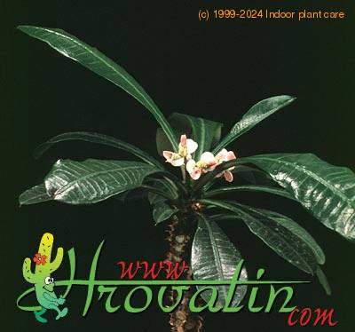 Euphorbia lophogona 1290