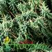 Euphorbia mammillaris v minima thorn 1246