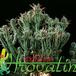 Euphorbia mammillaris 1243