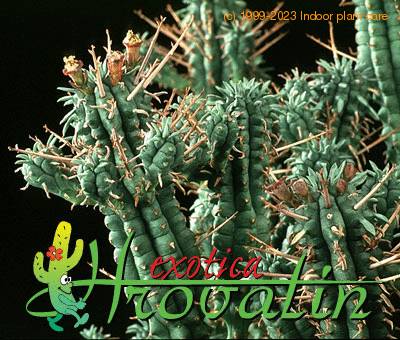 Euphorbia mammillaris thorn 1244