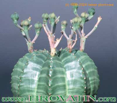 Euphorbia meloformis 1025