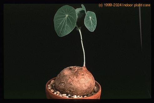 Euphorbia orbiculifolia 3100