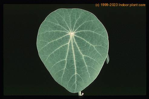 Euphorbia orbiculifolia 3103