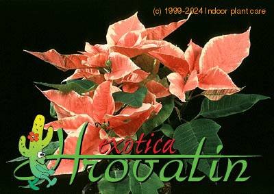Euphorbia pulcherrima variacija 1007
