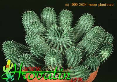 Euphorbia suzannae 1206