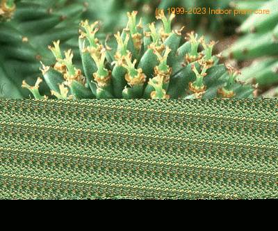 Euphorbia suzannae flower 1207