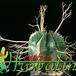 Euphorbia valida 1250