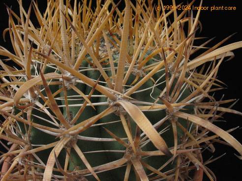Ferocactus chrysacanthus th